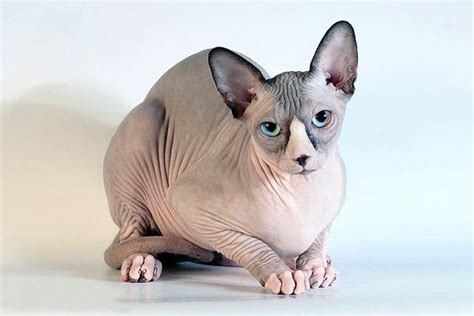 Sphynx Cat Breed Information Traits Characteristics Facts And Photos