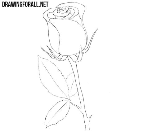 This tutorial shows the sketching and drawing steps from start to finish. How to Draw a Rose Easy