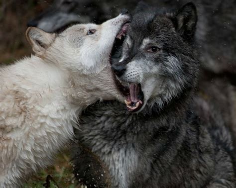 Wolf Kiss 22 Words