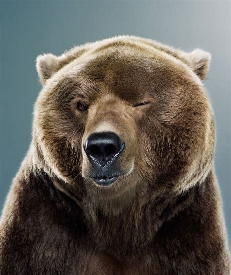 Jill Greenberg Untitled Ursine 2a 2 Brown Bear Bear Cute Animals