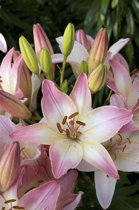 Pictures of different types of lilies thatll simply hypnotize you list of the different types of lilies. 7 Lily Types to Grow in the Garden