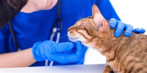 Enlarged Lymph Nodes Lymphadenopathy In Cats Causes Symptoms And