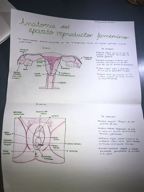 Diagrama Sistema Reproductor Femenino