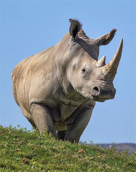 A White Rhino Animals From Around The Globe Pinterest
