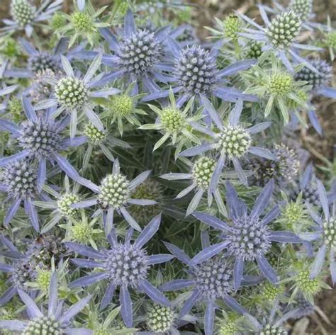 Eryngium Blue Hobbit Sea Holly Sugar Creek Gardens