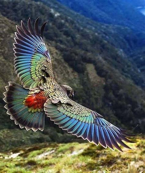 New Zealand Kea In Flight Birds Colorful Birds Animals Beautiful