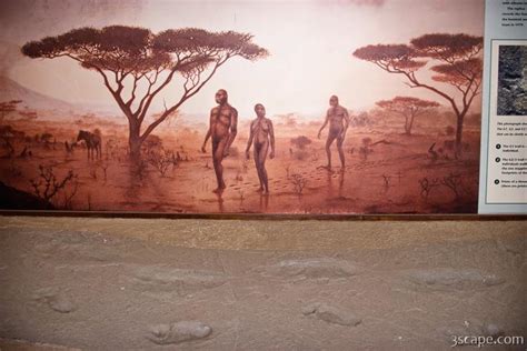 First Known Humans To Walk The Earth Photograph By Adam