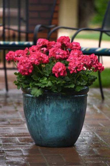 Plan Ahead For Your Next Season With These New Plant