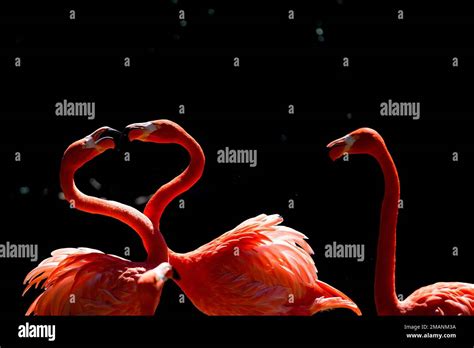 Caribbean Flamingos Interact With Each Other At The Maryland Zoo During