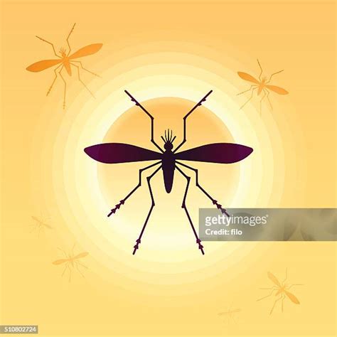 Dengue Mosquito Photos And Premium High Res Pictures Getty Images