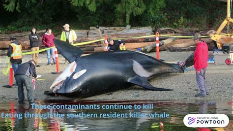 Endangered Southern Resident Killer Whales Youtube