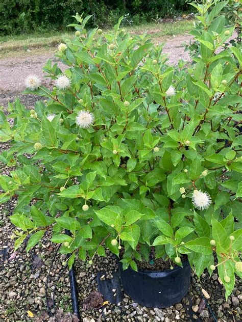 Cephalanthus Occidentalis Magical Moonlight Buttonbush