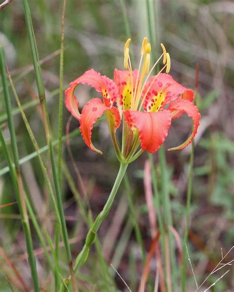 Catesbys Lily Lilium Catesbaei Isle Of Pine Preserve O Flickr