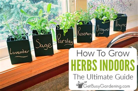How To Grow Herbs Indoors The Ultimate Guide Herbs Indoors Growing