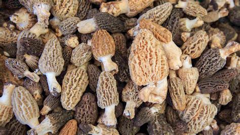 How To Grow Morel Mushrooms