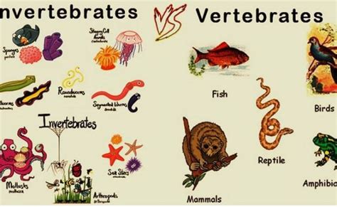 Perbedaan Hewan Vertebrata Dan Invertebrata Yang Perlu Sobat Ketahui