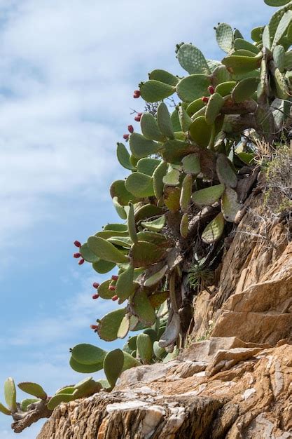 Premium Photo Cactus Chronicles Continued Stories Of Endurance And