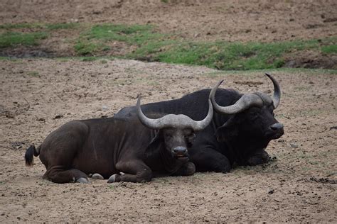 The Most Dangerous Animal In Africa Photograph By Steve Scheunemann