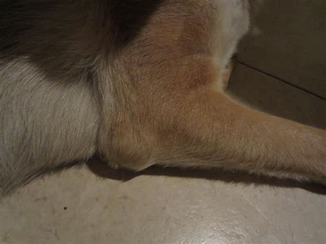 Elbow Lump Help Please German Shepherd Dog Forums
