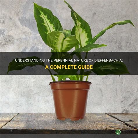 Understanding The Perennial Nature Of Dieffenbachia A Complete Guide