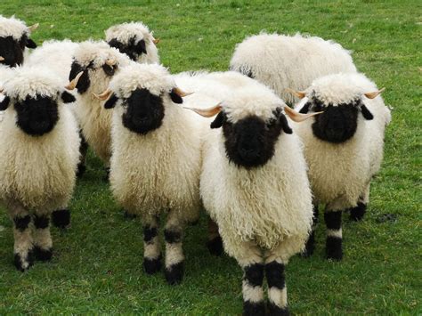 11 Delightful Sheep With Black Faces The Cutest Sheep Contest