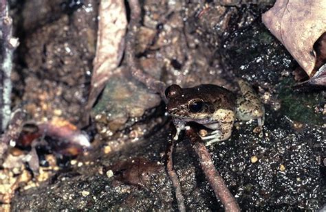 コガタハナサキガエル：カエルの鳴き声図鑑