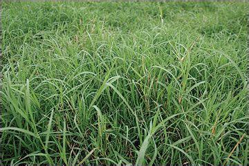 However, other perennial grasses such as smooth bromegrass or timothy are more susceptible to. Pin by Grande 'Ole Farm on Forages and Forage Management | Different types of grass, Bermuda ...