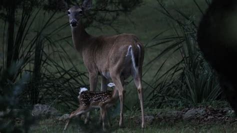 How Do Deer Give Birth And What Are The First Days Like For Fawns