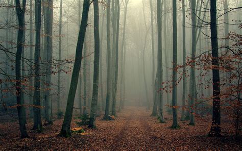 Misty Forest Wallpapers Top Free Misty Forest Backgrounds Wallpaperaccess