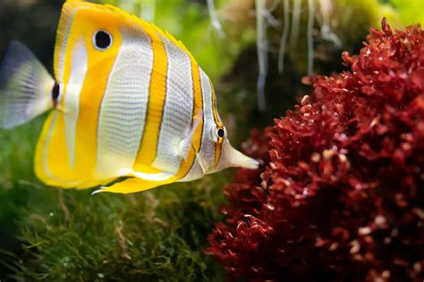 18 Saltwater Aquarium Fish For Beginners Thegearhunt
