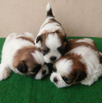 Only guaranteed quality, healthy puppies. Shih Tzu Dog Price In India