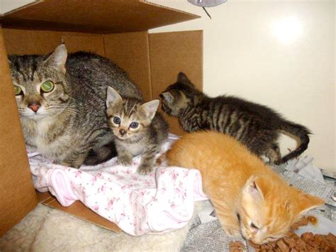 When you bring your foster kittens back to the best friends lifesaving center, they are not always immediately available for adoption. Urgent: Can You Foster a Mom and Three Kittens? ~ The ...