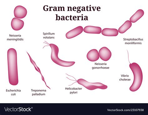 Arrangements Gram Negative Bacteria Royalty Free Vector