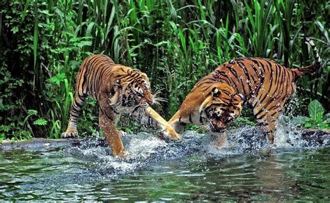 Things To Do In Sundarbans Tiger Reserve
