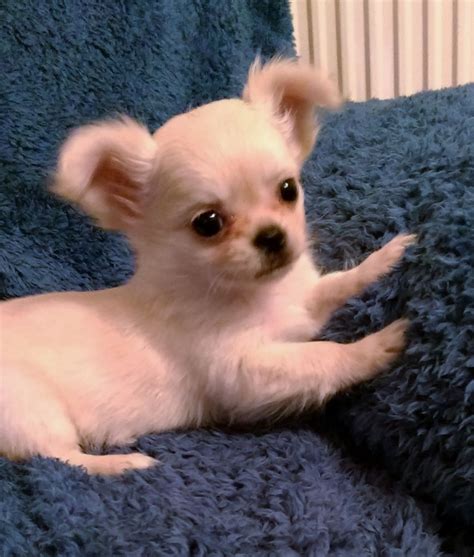 Haircuts for long wavy hair like this also need proper care, so a frequent trim is vital to prevent split long layers with beach waves look great on women with a long length of hair, explains evelyn. ALL WHITE PEDIGREE CHIHUAHUA LONG HAIR BOY | Hornsea, East ...