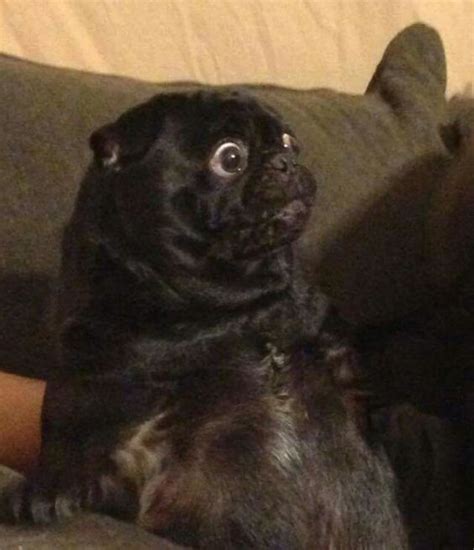 Doing this regularly will also help you see on time if anything is wrong. The 14 Most Ridiculous Pug Pictures Ever