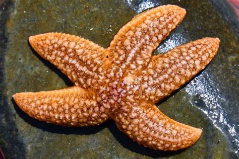 Common Starfish Stock Photos Pictures And Royalty Free Images Istock