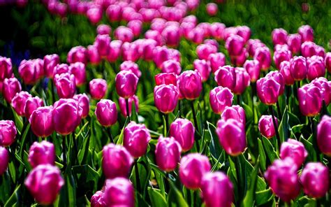 2k Descarga Gratis Tulipanes Morados Bokeh Primavera Flores