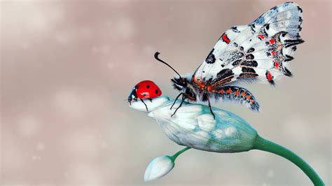 Butterfly Is Standing On Flower Near An Insect Ladybug Macro Hd Animals