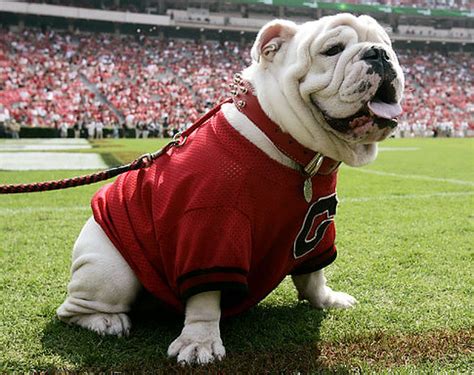 Uga Vii English Bulldog Mascot For University Of Georgia