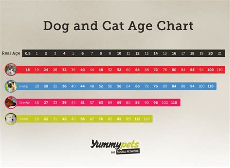 Dog And Cat Age Chart Yummypets