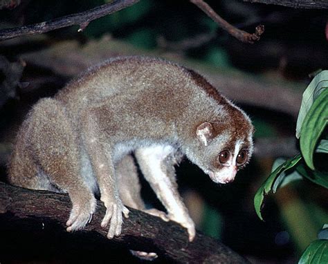 Sunda Slow Loris Selected Mammals Of Borneo · Inaturalist