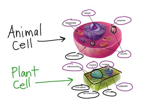Plant And Animal Cell Diagram For Kids