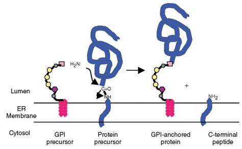 Gpi Anchors Proteomics