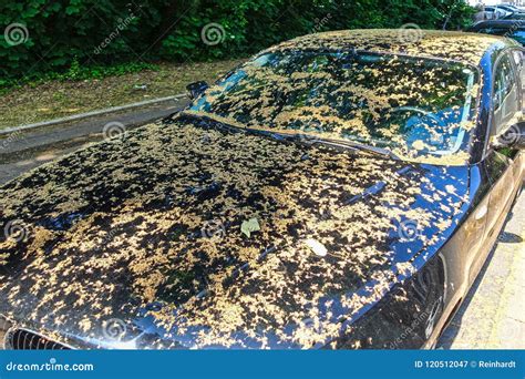 Car Covered With Tree Seeds Stock Image Image Of Automobile Bonnet