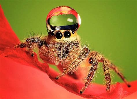 A Jumping Spider Wearing A Water Droplet As A Hat R Makeitmore