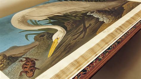 John James Audubons Birds Of America Audubon