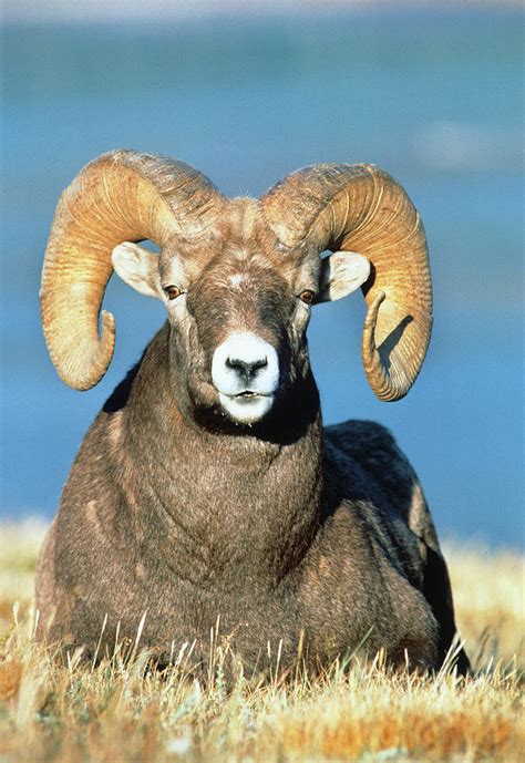 Big Horn Ram Photograph By Animal Images Pixels