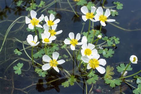 British Native Pond Plants For Wildlife Ponds Bbc Gardeners World