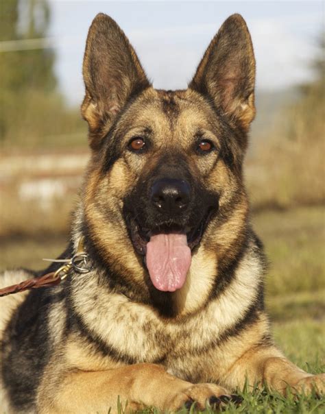 10 Best German Shepherd Dog Names